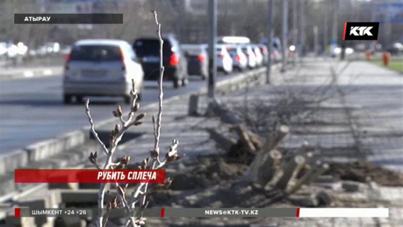  В Атырау, где и без того мало зелени, вырубают деревья