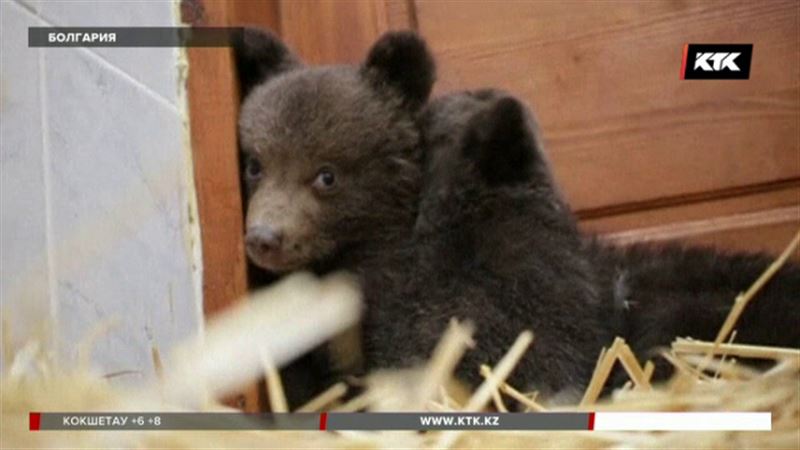 Болгарcкие лесники спасли осиротевших медвежат