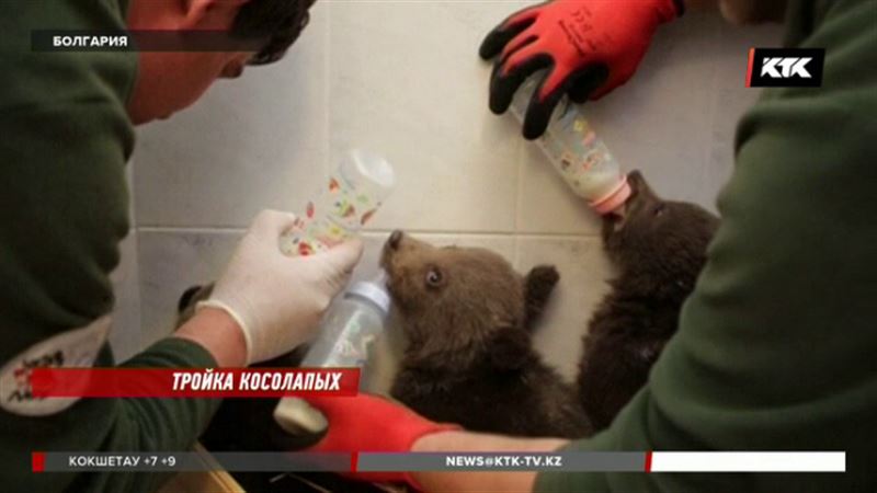 Спасенных в Болгарии медвежат отправят в приют