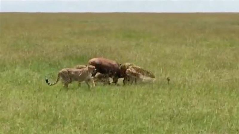 Страшная схватка антилопы с гепардами попала на видео