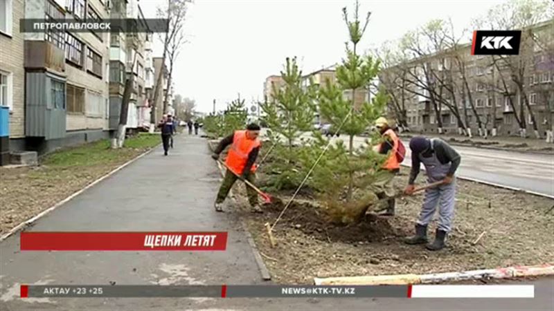 Петропавловск одномоментно может остаться без больших деревьев