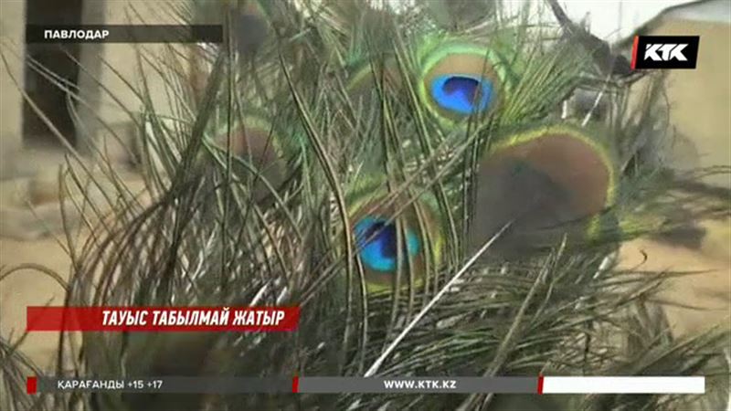 Павлодарда сирек кездесетін құстарды ұшырып жібергендер белгілі болды 