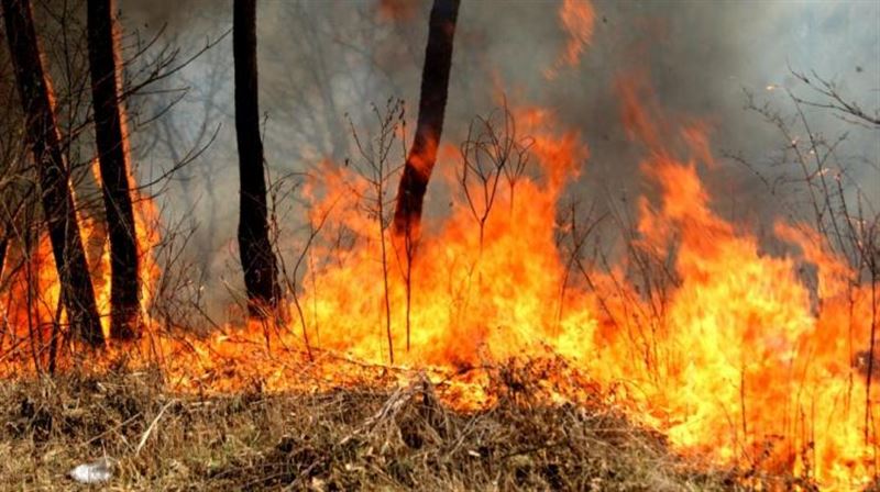 66,4 мың гектар орман өртенді