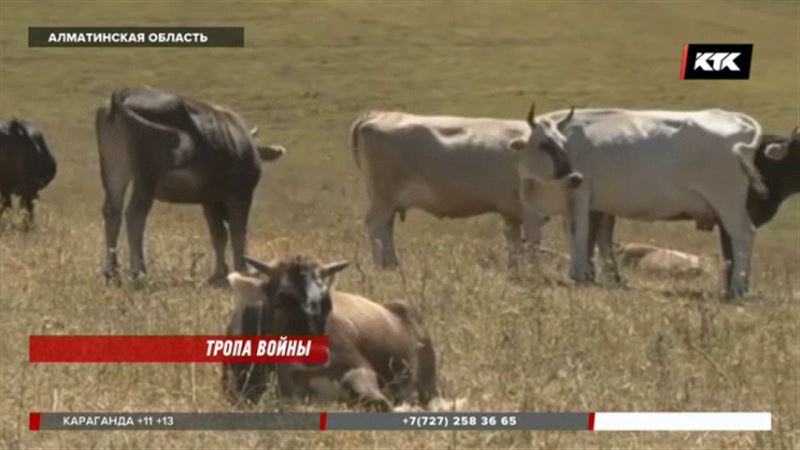 Только строем должен ходить скот в одном из сел Алматинской области