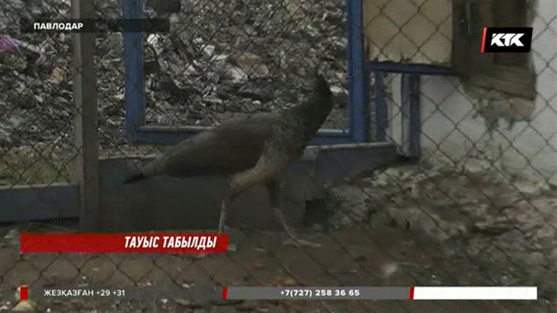 Павлодарда іздестірілген тауыс табылды