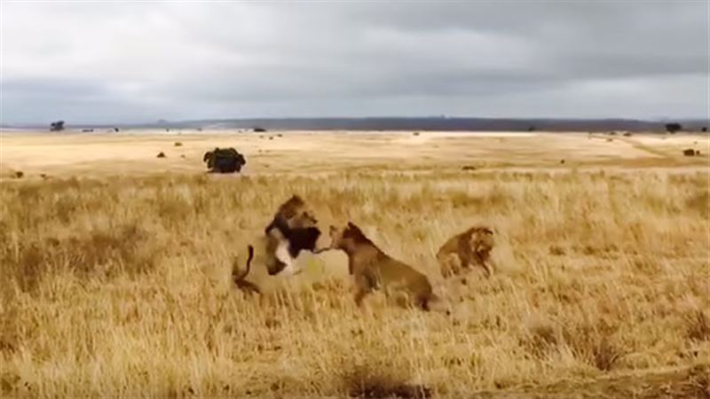 ВИДЕО: Между львами произошла массовая схватка