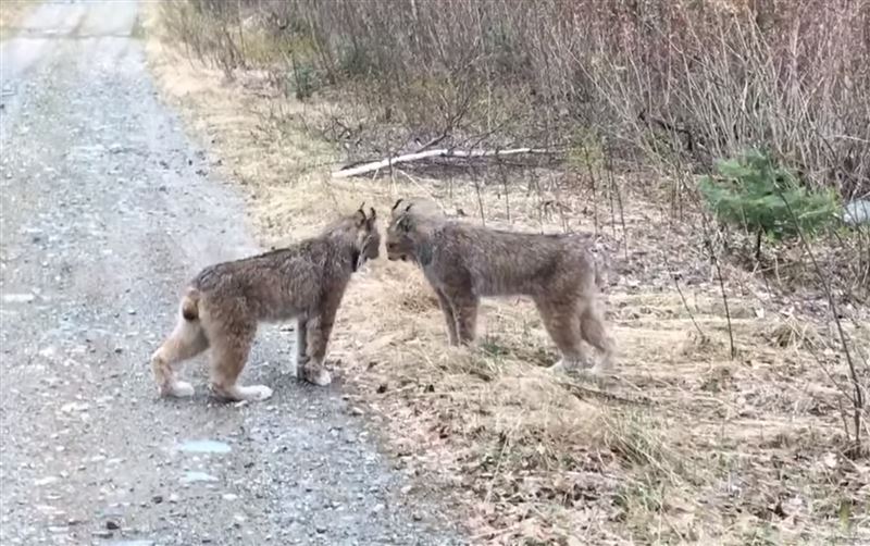 В Сети набирает популярность видео с орущими друг на друга рысями