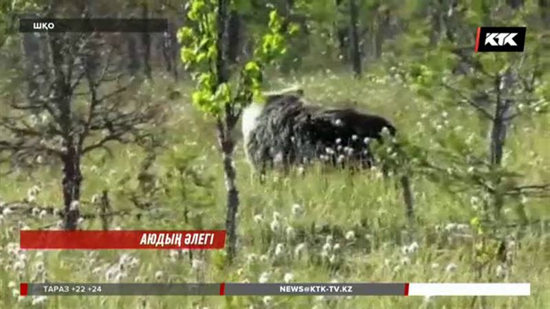 ШҚО-да аюлар қожалықтарды дүрліктіріп жатыр