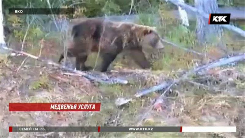 Медведи разгромили пасеки и задрали десятки коров в ВКО