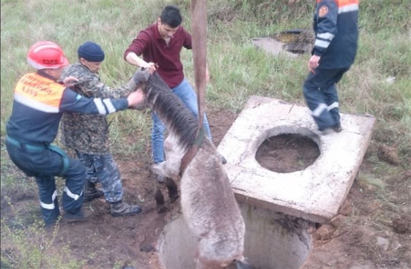 В Караганде спасатели вытащили жеребенка из трехметрового колодца