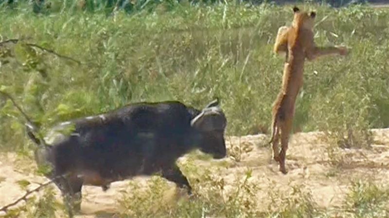 В ЮАР буйволы напали на львов, чтобы спасти ящерицу