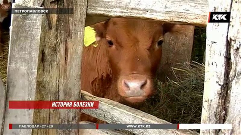 В североказахстанском селе от загадочной болезни гибнет скот