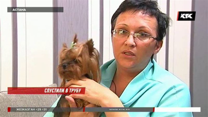 В ветеринарной клинике Астаны щенка якобы смыли в унитаз