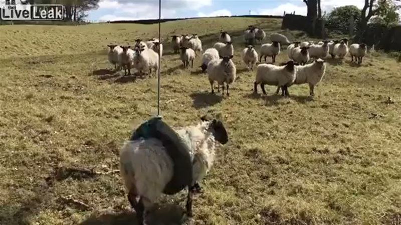 Видео с овцой, которая качающаяся на качелях, рассмешила пользователей Сети