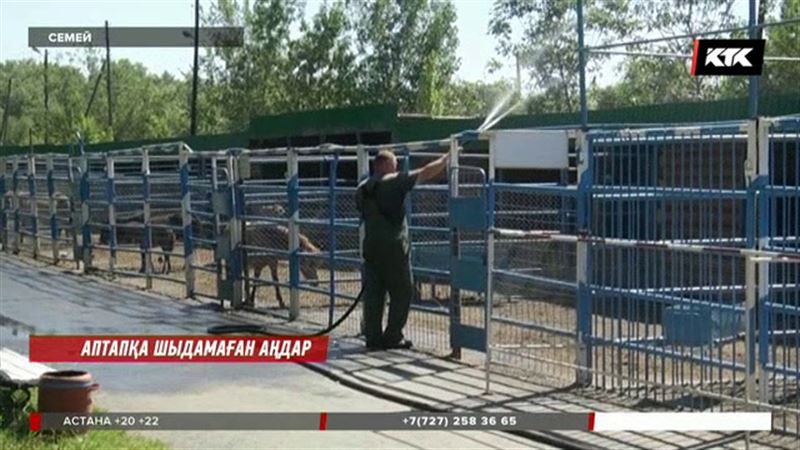 Семей зообағындағы аңдар үшін қауынды тоңазытқышта салқындатып беруге мәжбүр