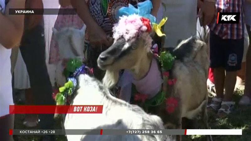 На Украине выбирали самую красивую козу