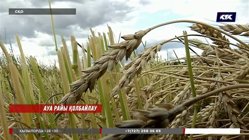 Теріскей диқандары егін ору науқанын бастай алмай отыр