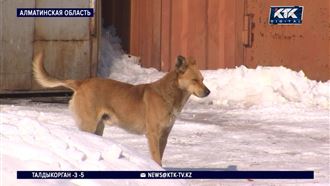 Талгарские зоозащитники требуют прекратить массовое убийство собак